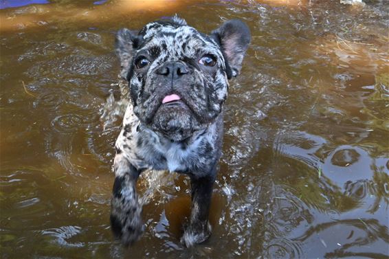 Spetterende Dag van de Hond - Beringen