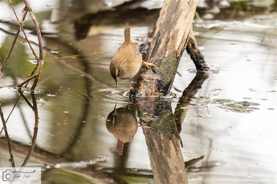 Spiegeltje, spiegeltje... - Pelt