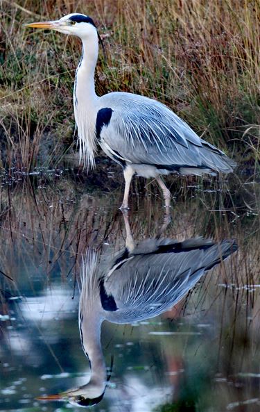 Spiegeltje, spiegeltje... - Beringen