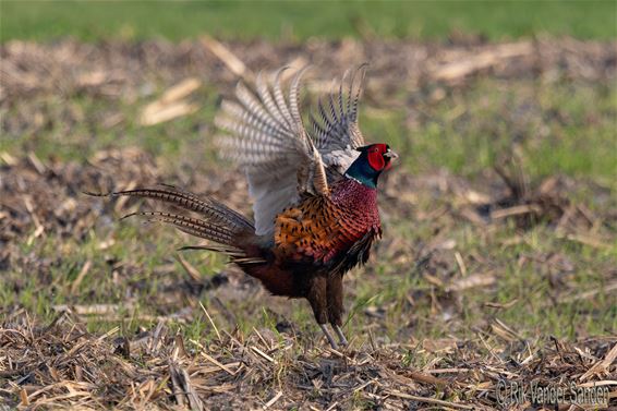 Sportieve fazant gespot in het Hageven - Pelt