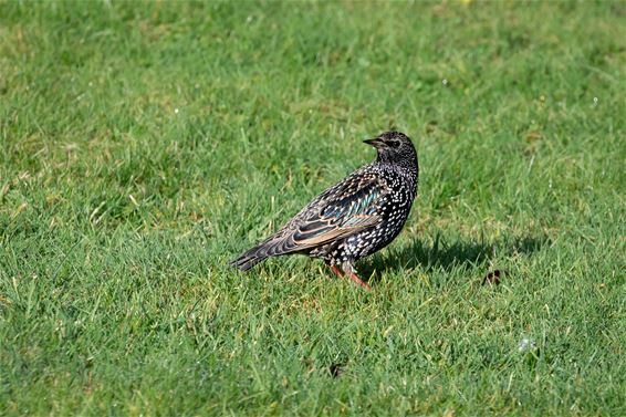 Spreeuw steelt de show in Hamont - Hamont-Achel