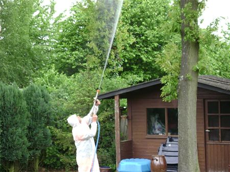Sproeien tegen de rupsen - Neerpelt
