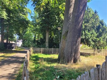 Beringen - Stad Beringen heeft Urban Forest Masterplan klaar