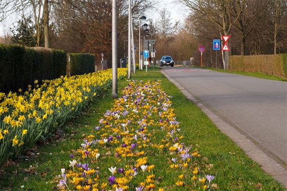 Stad Beringen plantte 35.000 bloembollen - Beringen