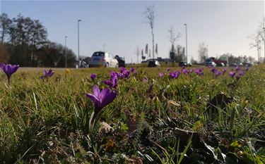 Stad fleurt stilaan op - Beringen