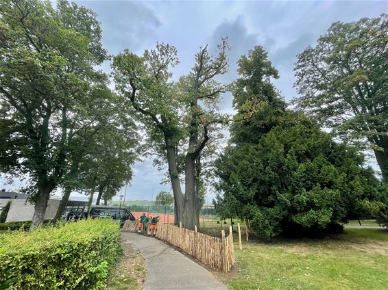 Stad genomineerd voor 1.2 Tree Award - Beringen