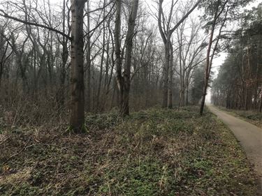 Stad koopt bos als buffer tegen industrie - Beringen