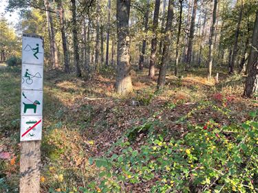 Stad koopt twee percelen bos - Beringen