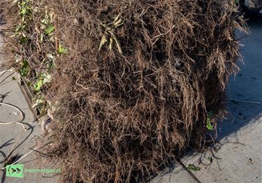 Stad Peer verdeelt 5.400 bomen en struiken - Peer