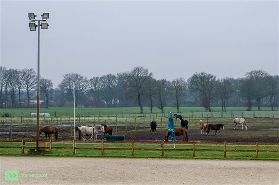 Stad Peer verkoopt paarden Breugelhoeve - Peer