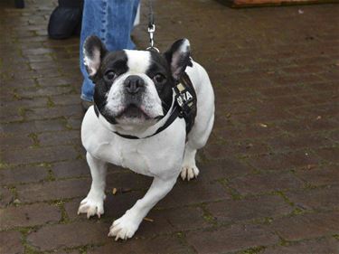 Stad trekt ten strijde tegen hondenpoep - Beringen