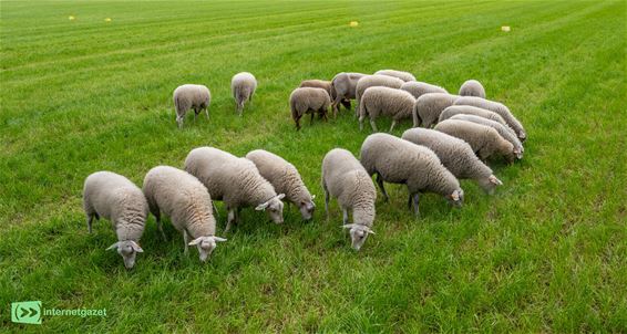Stad zet schapen in voor ecologisch groenbeheer - Hamont-Achel