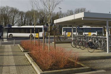 Staking De Lijn in Beringen valt mee - Beringen