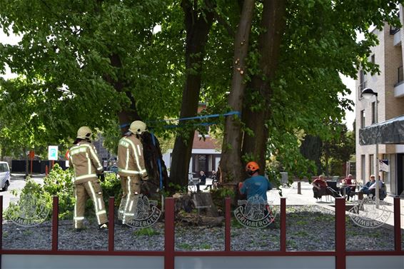 Stam beschermde linde scheurt - Overpelt