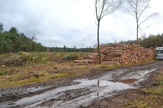 Start werken grootschalig heideherstel Blekerheide - Lommel