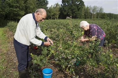 Start zelfpluk blauwbessen - Beringen