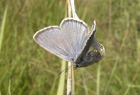 Steeds minder vlinders in de tuin