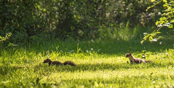 Steenmarters gespot - Lommel