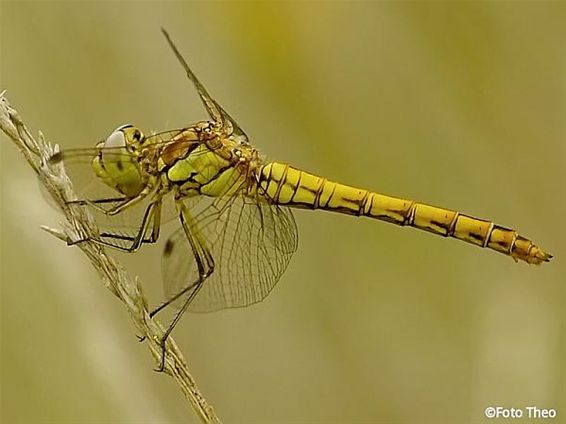 Steenrood is niet altijd steenrood - Hamont-Achel