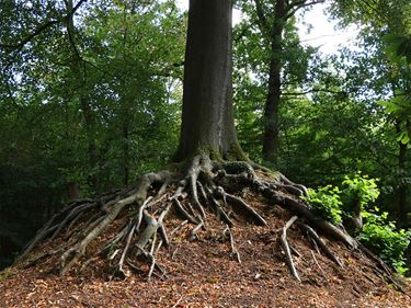 Stem op 'Europese boom van het jaar' - Beringen