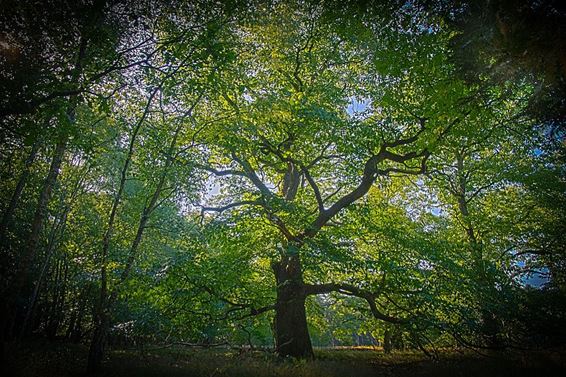 Stem op deze boom! - Overpelt