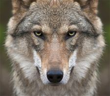Steunmaatregelen tegen wolvenschade uitgebreid