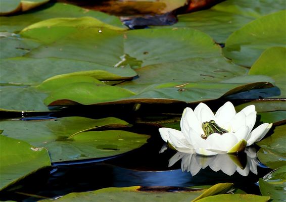 Stilleven met groene kikker - Neerpelt