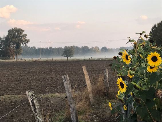 Stilleven met zonnebloemen... - Lommel