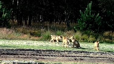 Stoeiende jonge wolven