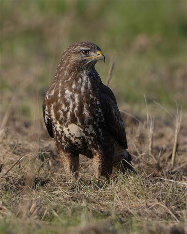 Stoere buizerd - Overpelt