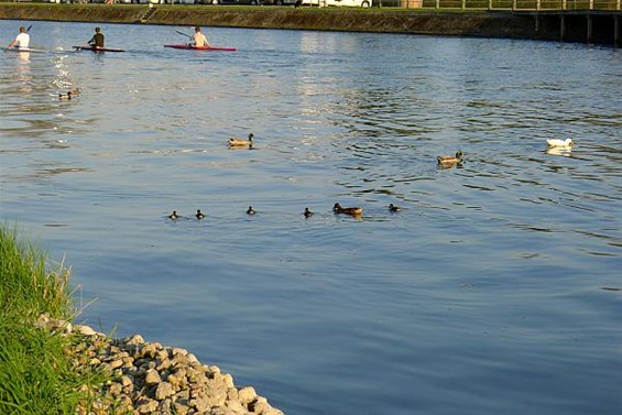 Stop de vervuiling van het kanaal - Neerpelt