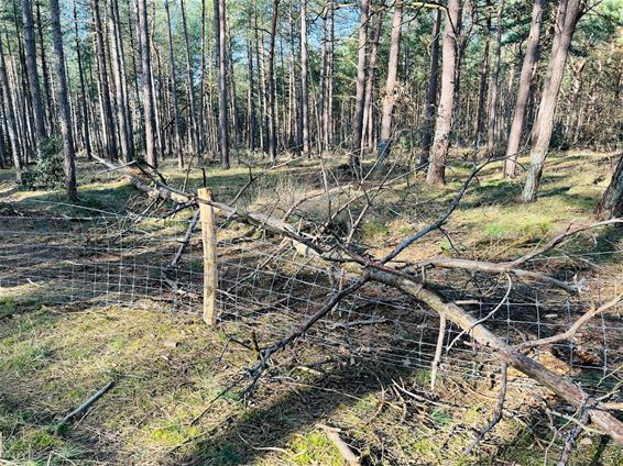 Storm beschadigt afsluiting hondenlosloopzone - Pelt