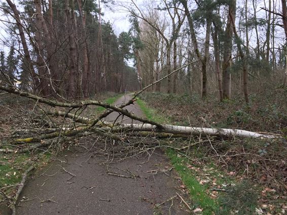 Storm Dennis zorgt voor eerste schade - Beringen