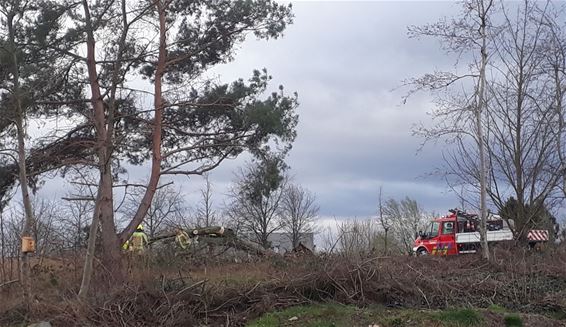 Storm velde bomen langs het kanaal - Pelt