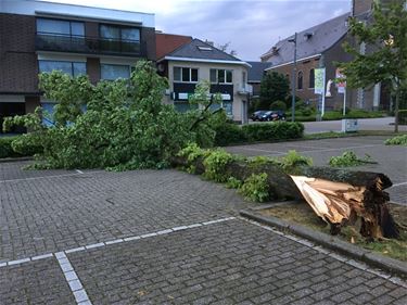 Stormschade erkennen als ramp - Beringen