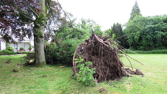 Stormschade in 'het mooiste park van Lille' - Pelt