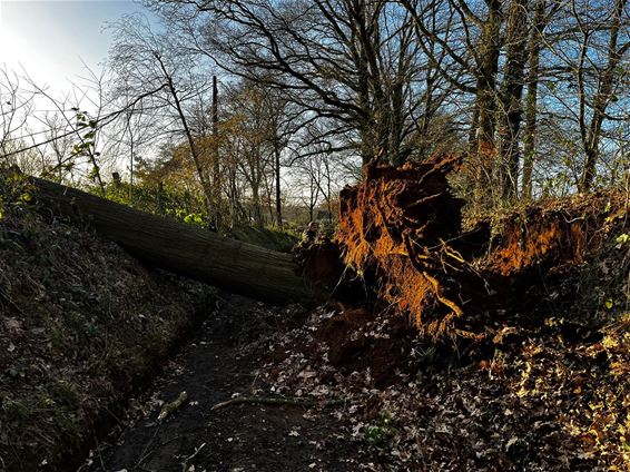 Stormschade wordt opgemeten, veel omgevallen bomen - Beringen