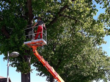 Strijd tegen bladluizen - Beringen