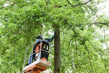 Strijd tegen processierups gaat verder - Beringen