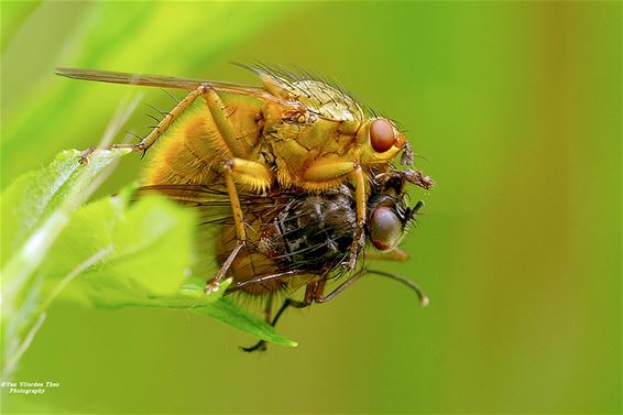 Strontvlieg vindt een smakelijke prooi - Hamont-Achel