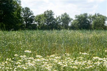 Subsidie voor bescherming broedvogelnesten