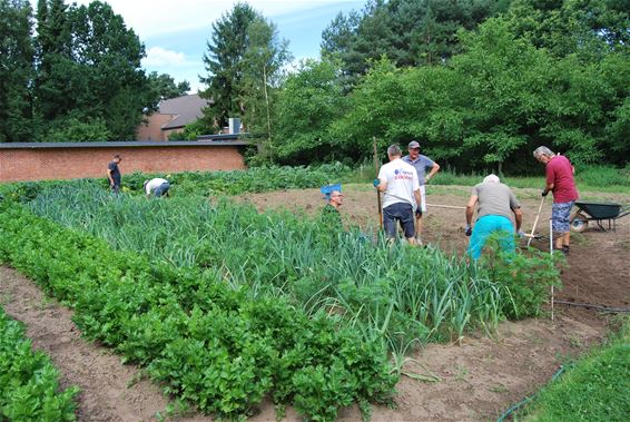 Succesvolle oogst 'Plezanten Hof' - Lommel