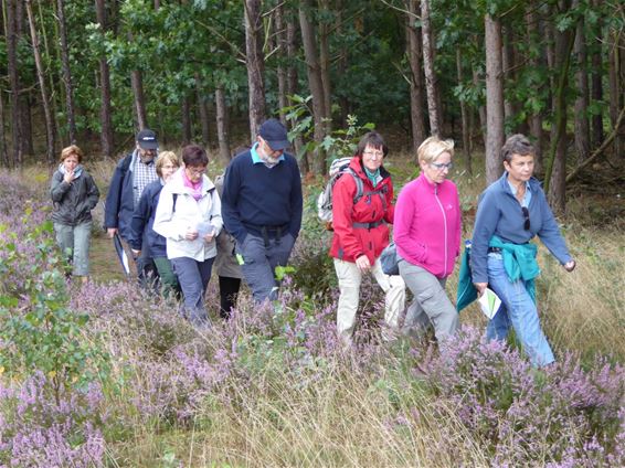 Succesvolle pelgrimswandeling in Holheide - Overpelt