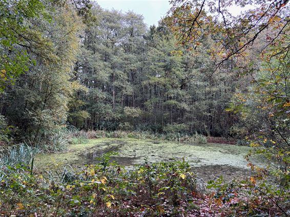 't Plat toont zich van zijn mooiste herfstzijde - Pelt