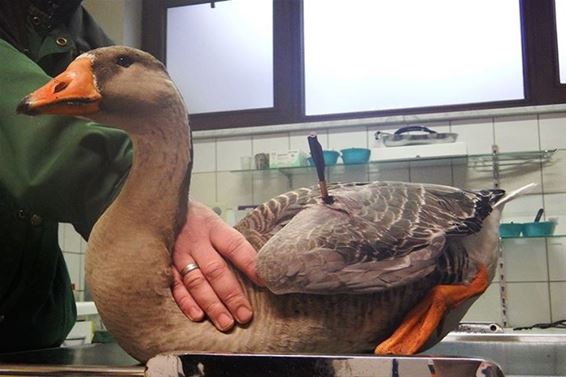 Tamme gans beschoten met kruisboog - Meeuwen-Gruitrode