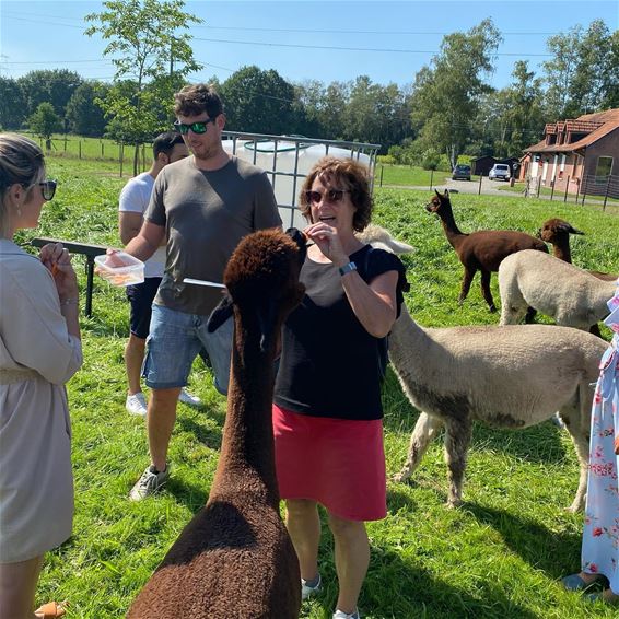 Teambuilding met alpaca's - Beringen