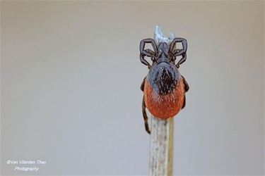 Teken zitten ook in kortgemaaid gras