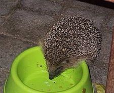 Tel de zoogdieren komend weekend