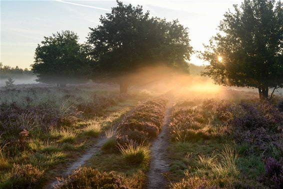 Ten Haagdoornheide in Houthalen-Helchteren - Beringen & Leopoldsburg