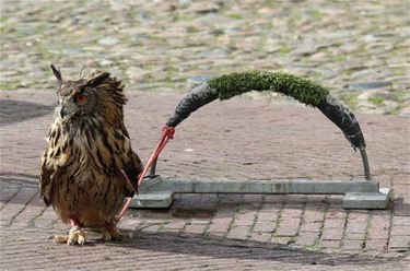 Ten strijde tegen roofvogelshows